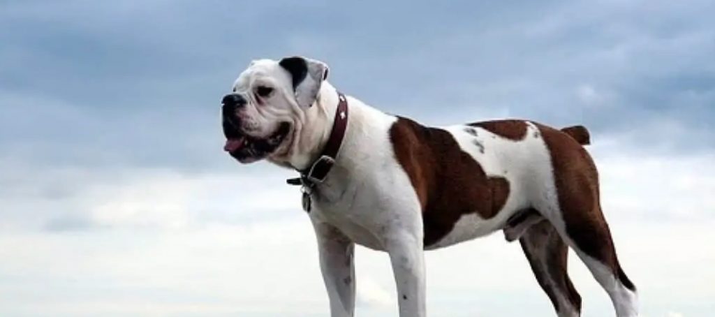 victorian bulldog