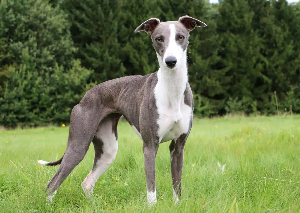 whippet mixed breeds