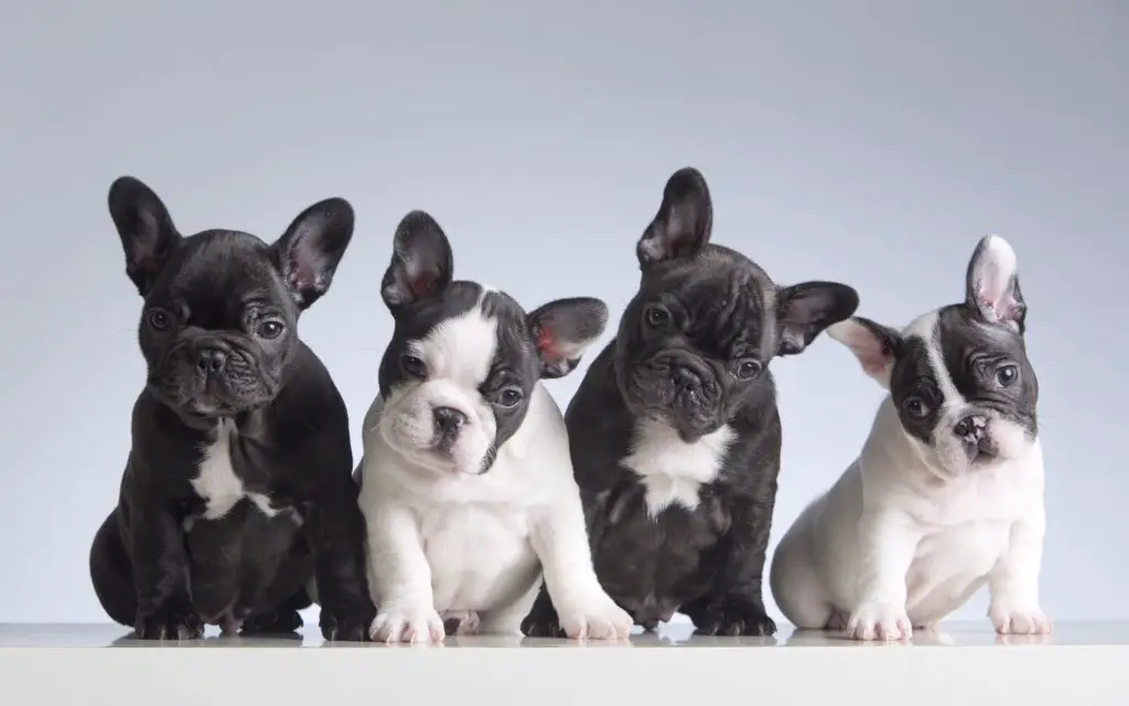 French Bulldog puppies