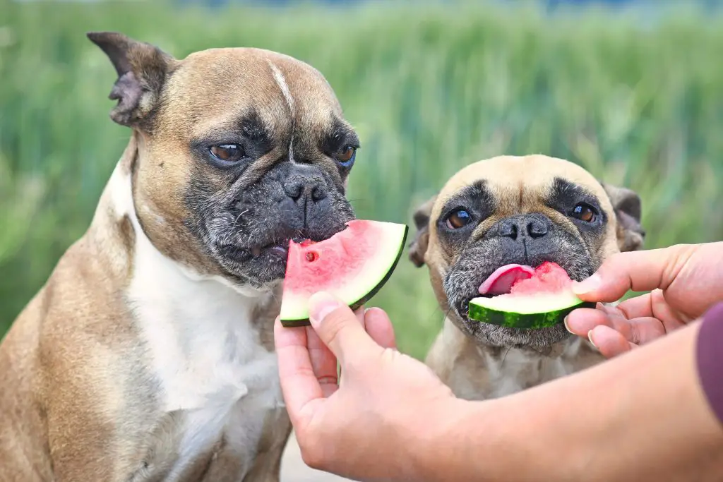 French Bulldog watermelon