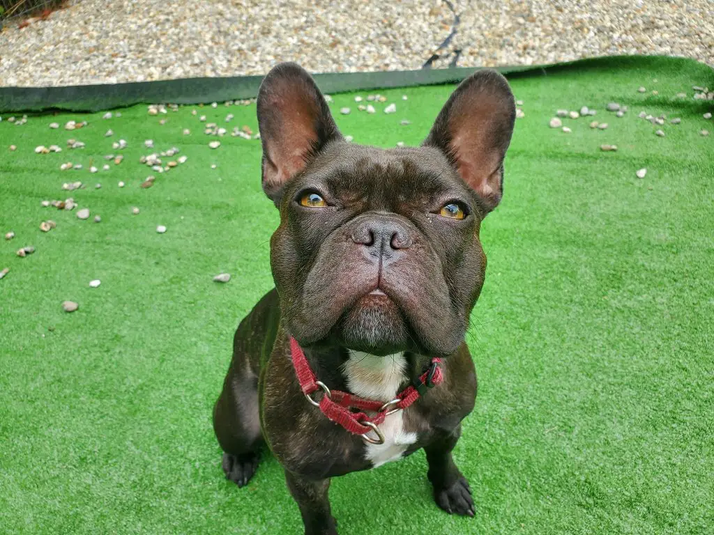 Augie The French Bulldog