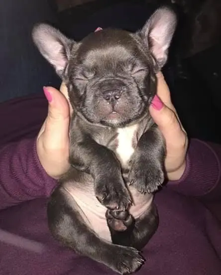 When Do French Bulldog Ears Stand Up? - Frenchie Journey
