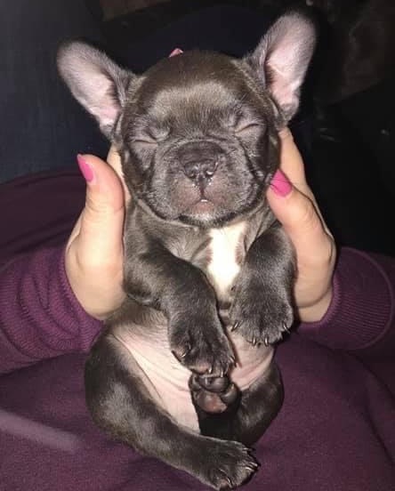 how do french bulldogs ears stand up