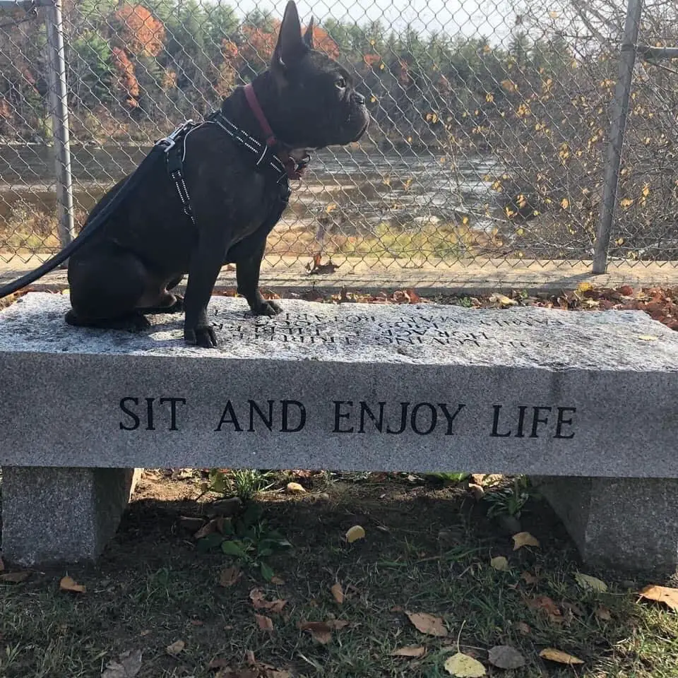 french bulldog harness