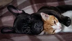 french bulldog and cats get along