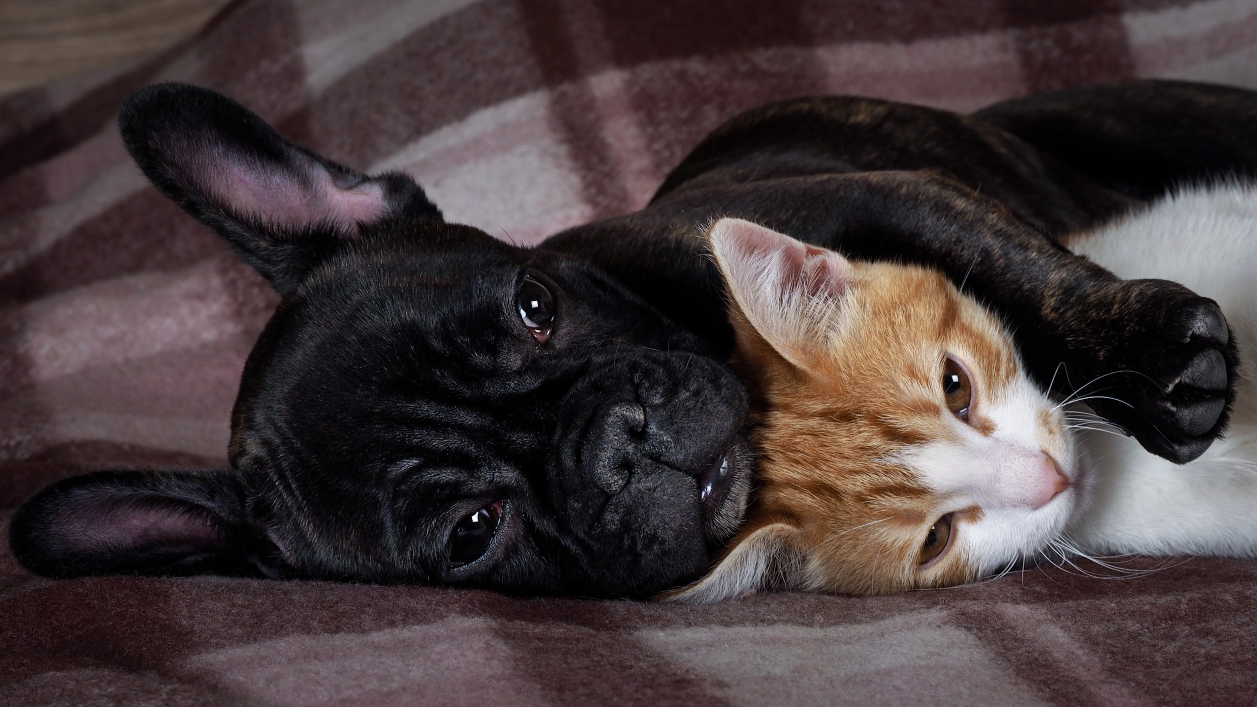 are french bulldogs compatible with cats