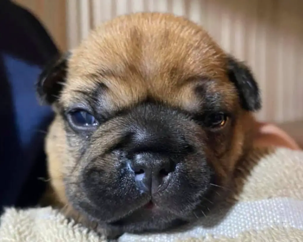 french bulldog with ears down