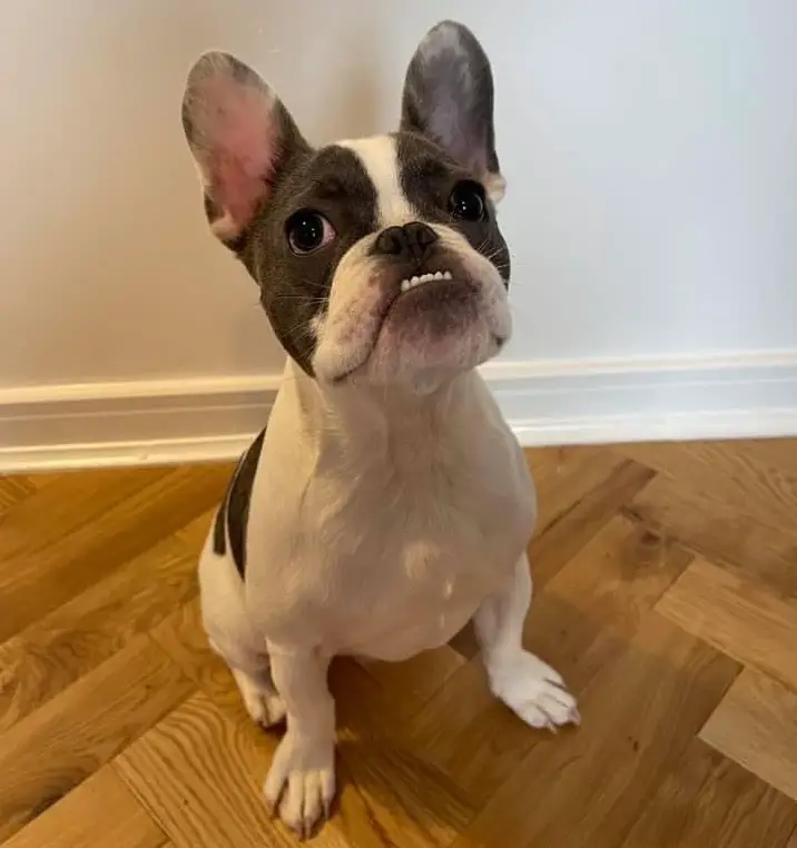 how long do french bulldogs teeth