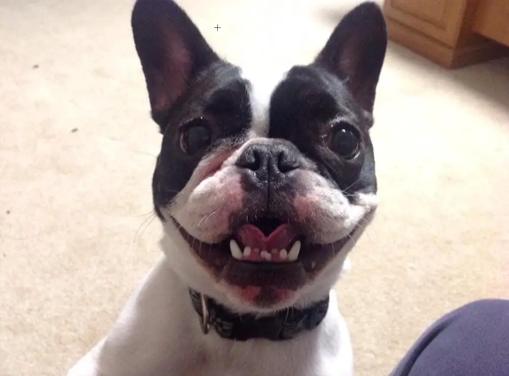 French bulldog with an underbite