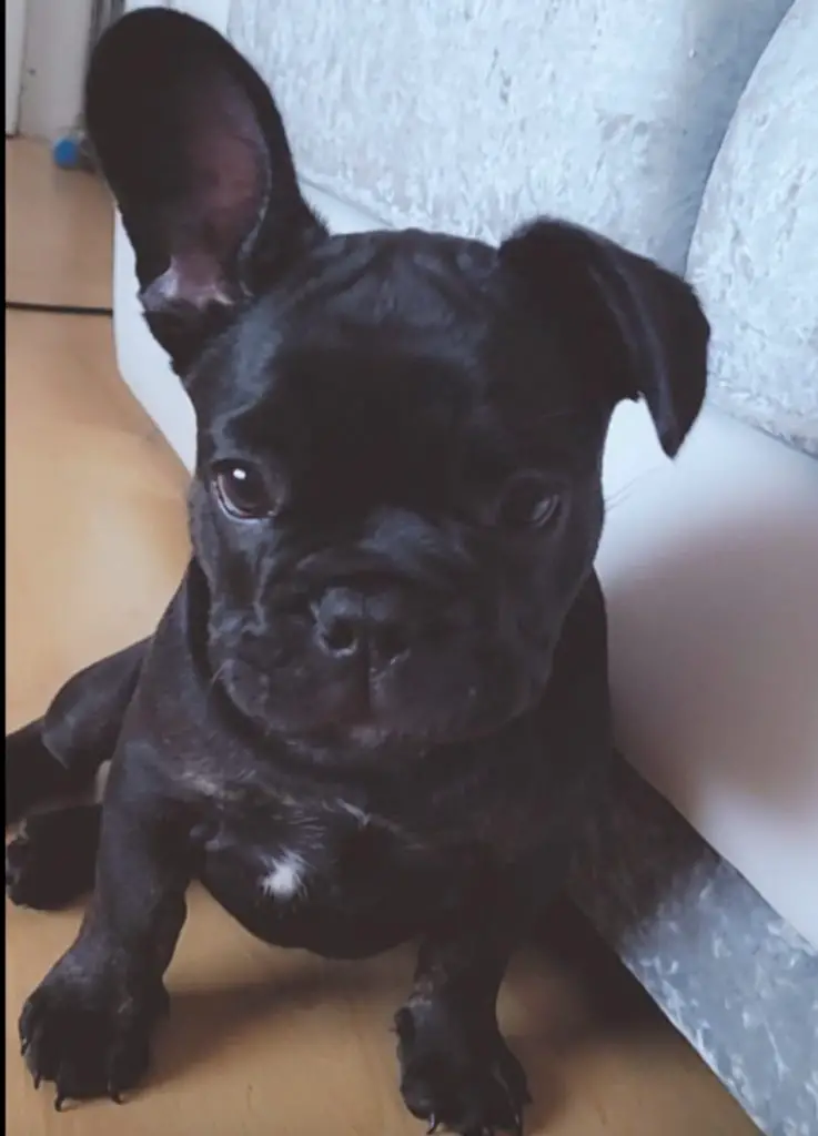 french bulldog floppy ear