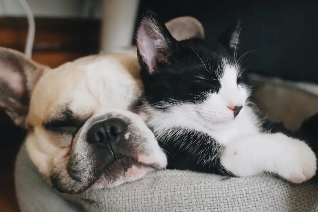 french bulldog and cat