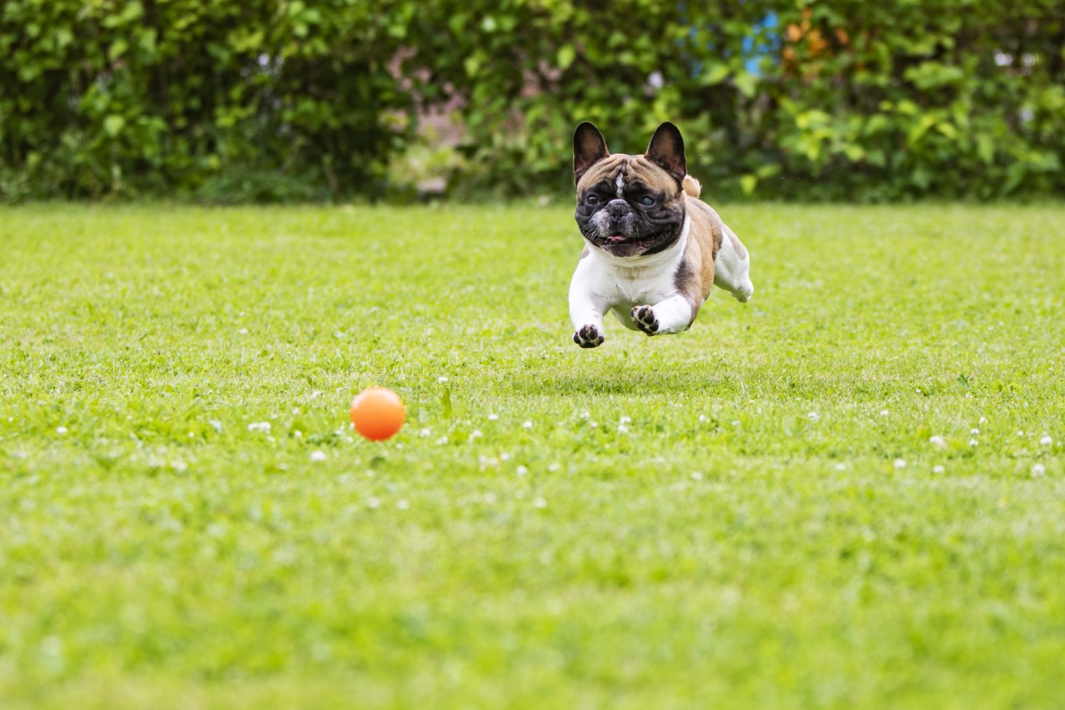 ball throwing device for dogs