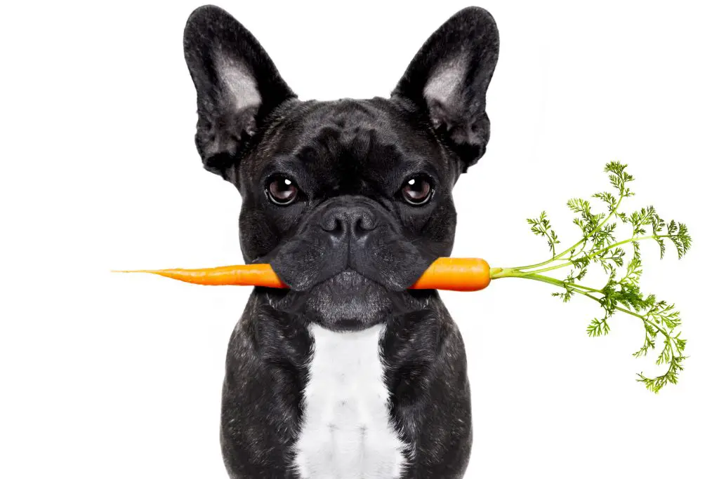 french bulldog eating a carrot