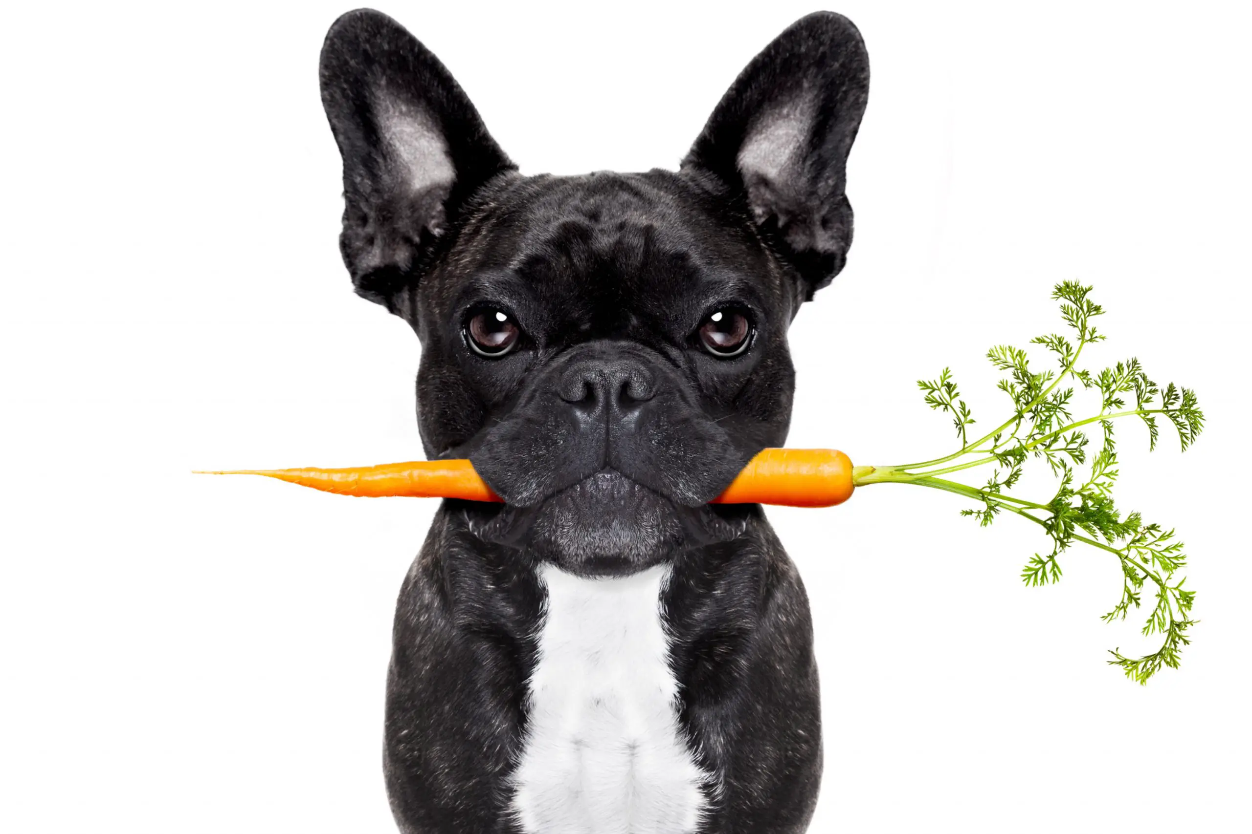 are carrots good for french bulldogs
