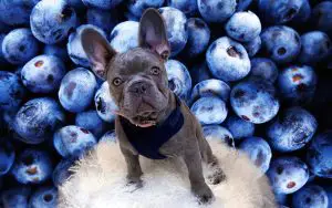 french bulldog blueberries