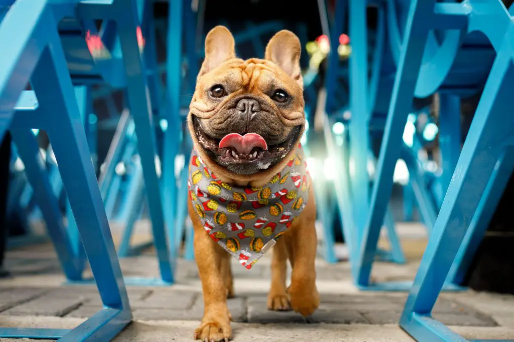 french bulldog statistics