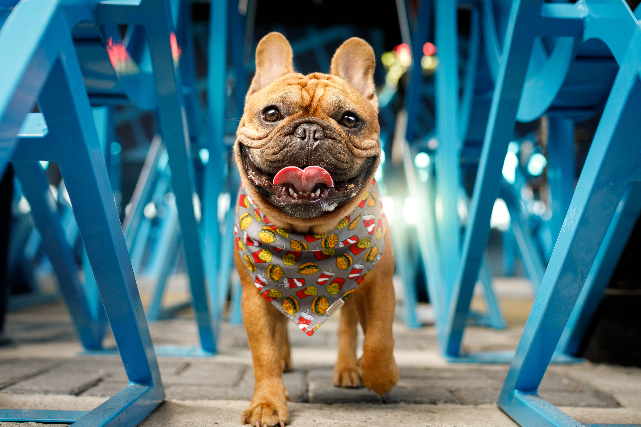 Doggy capitalism: How the French bulldog's popularity exposes the