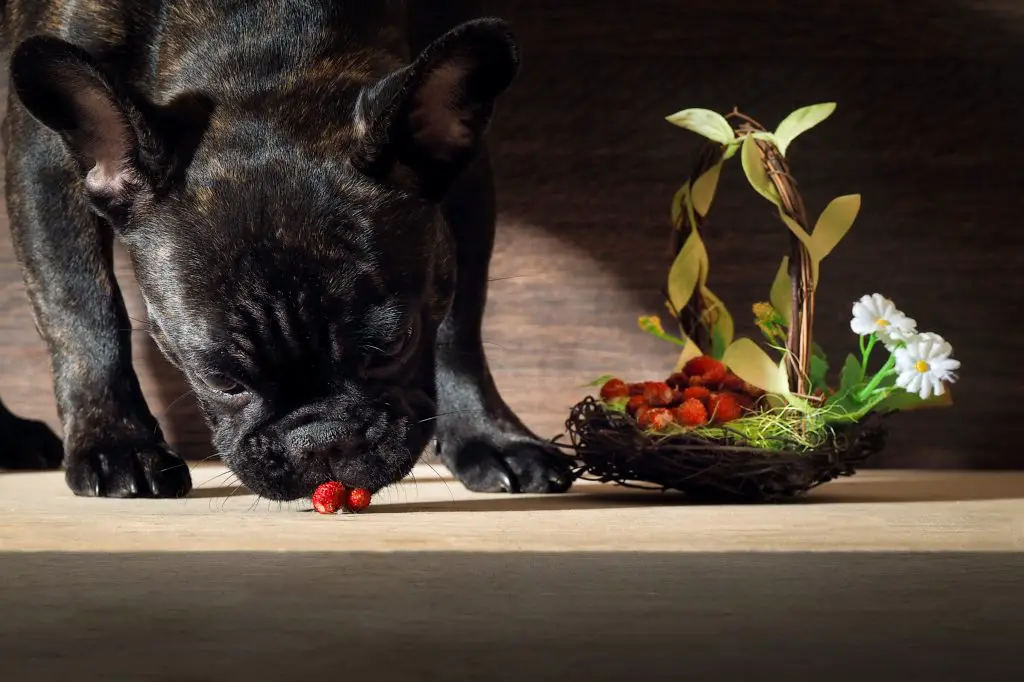 french bulldog strawberries