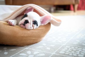 French bulldog puppy laying in bed