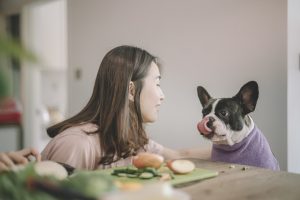 french bulldog begging