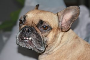 French Bulldog bite