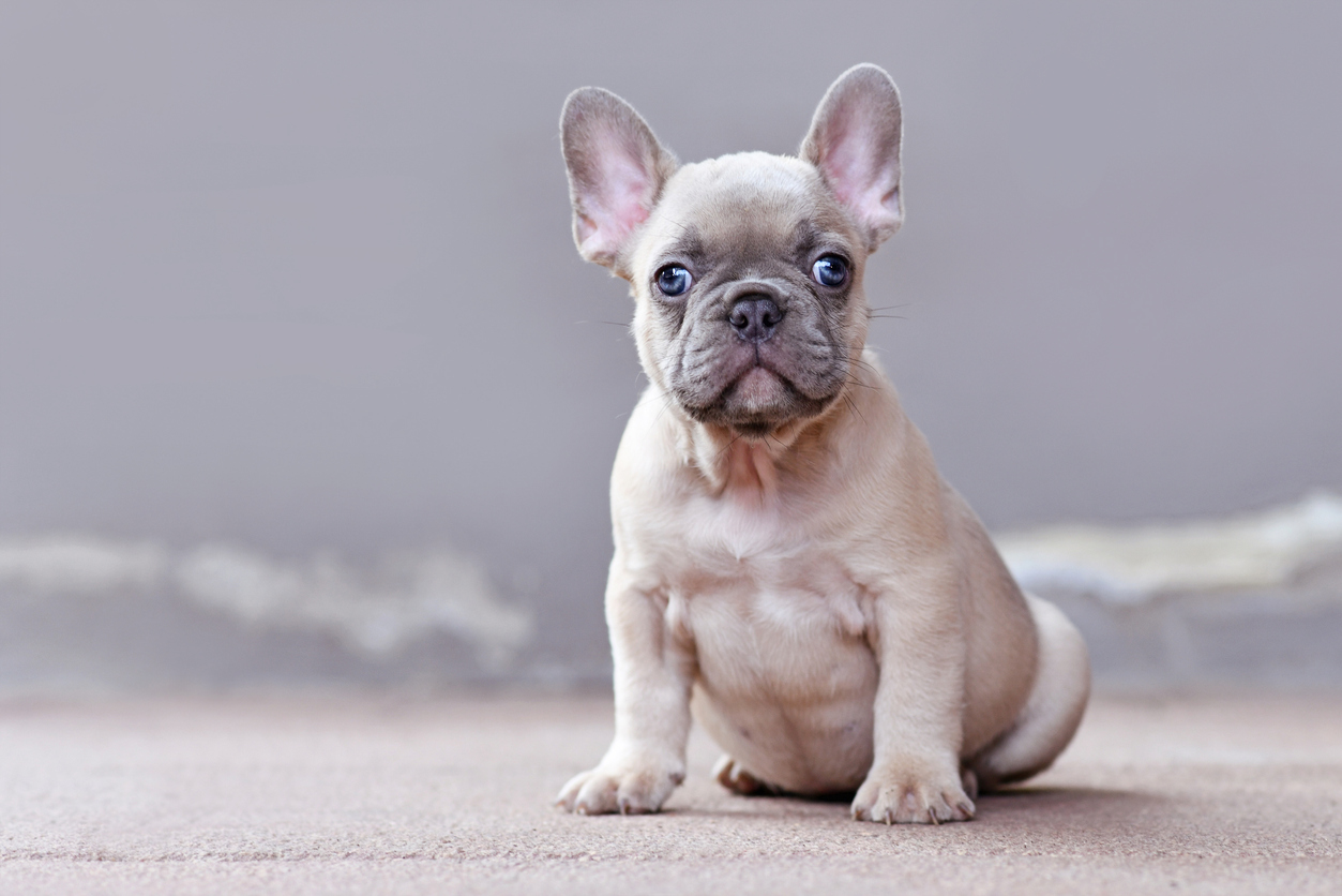 are french bulldogs born with pink noses