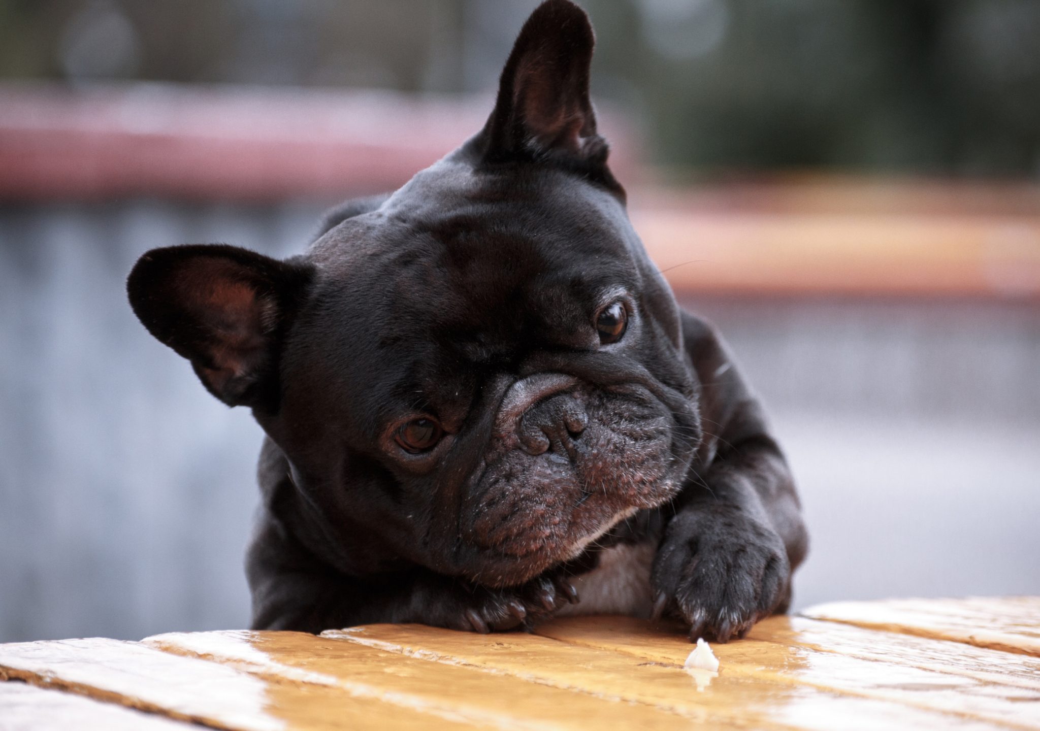 French Bulldog Ear Infection Causes and How To Treat Them - Frenchie ...