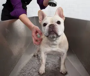 french bulldog using baby shampoo
