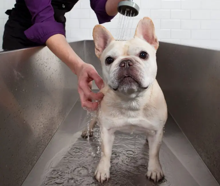 Can You Use Baby Shampoo on Dogs? Frenchie Journey