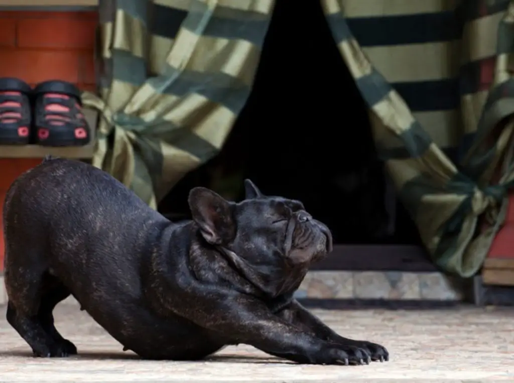 french bulldog dog yoga
