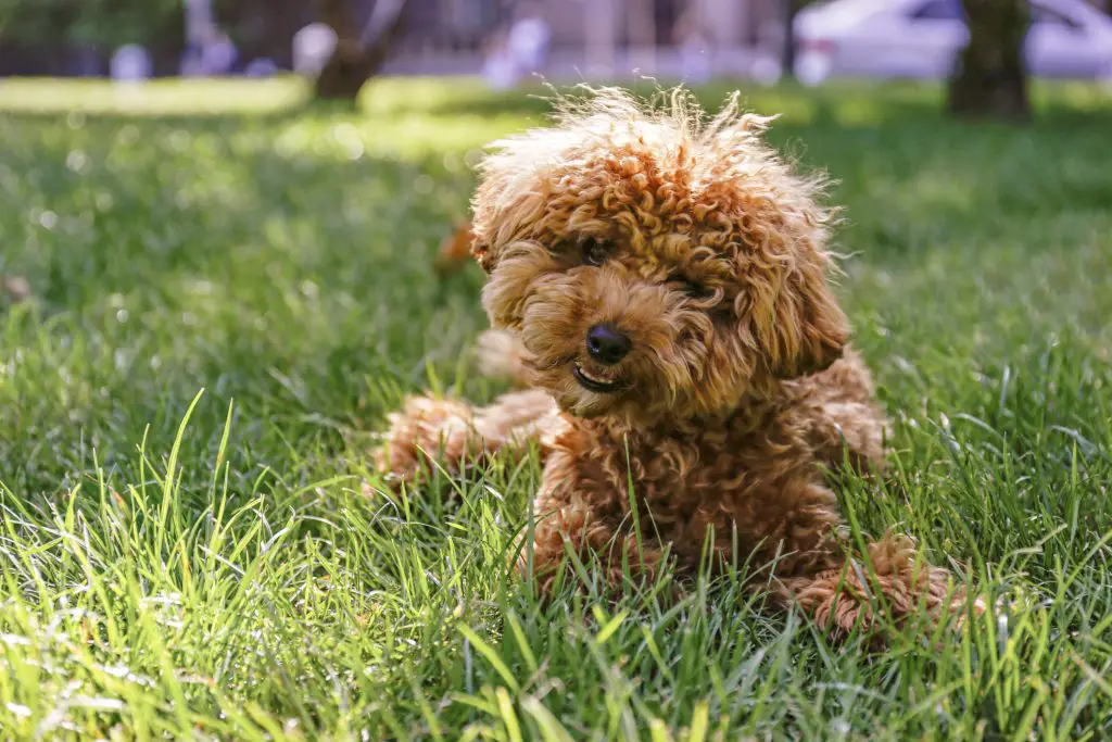 poodle in green grass