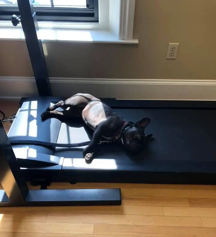 augie sleeping on a treadmill