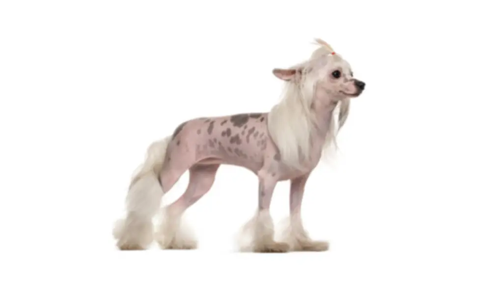 chinese crested dog