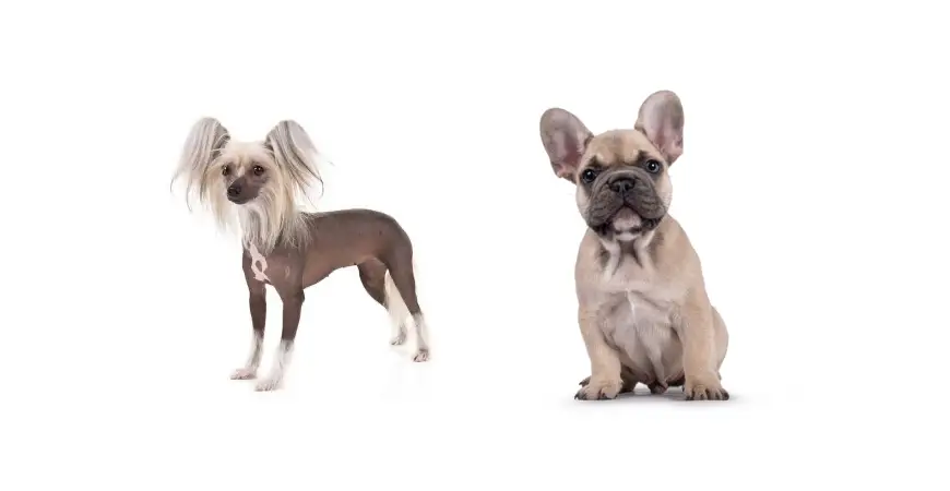 can chinese crested dogs exercise