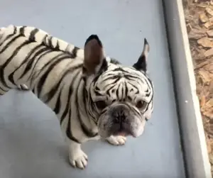 zebra french bulldog