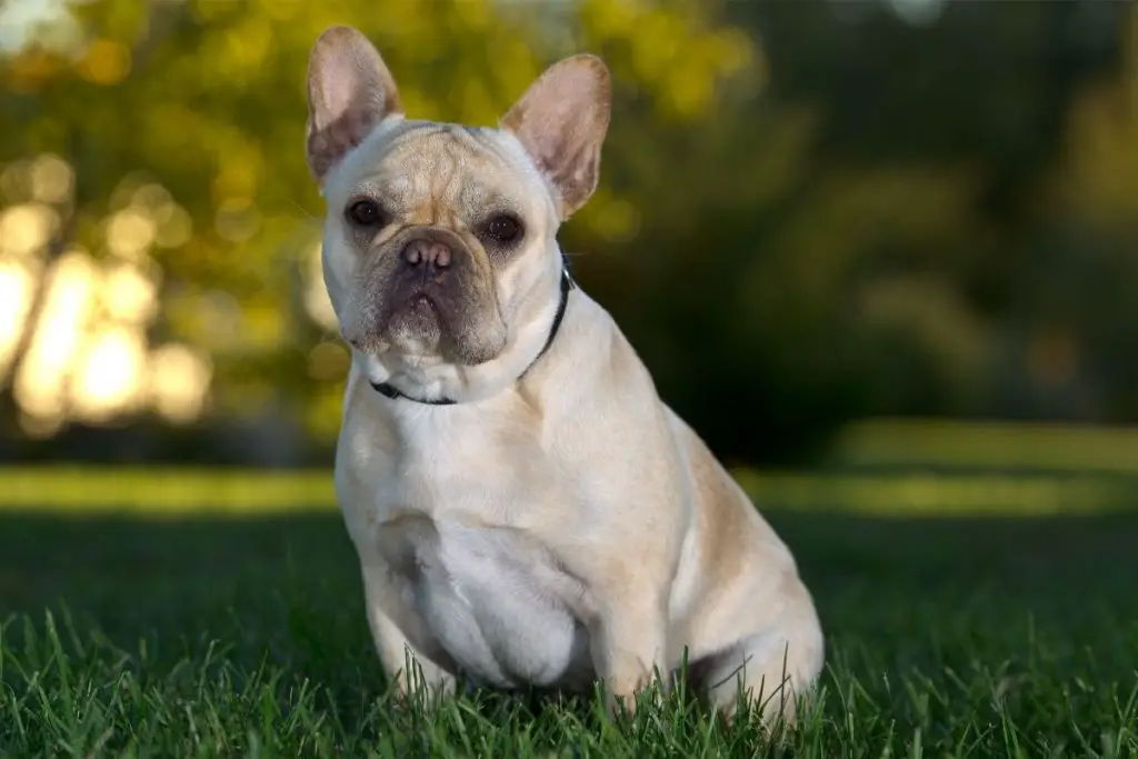 An Essential Guide To Adult French Bulldogs