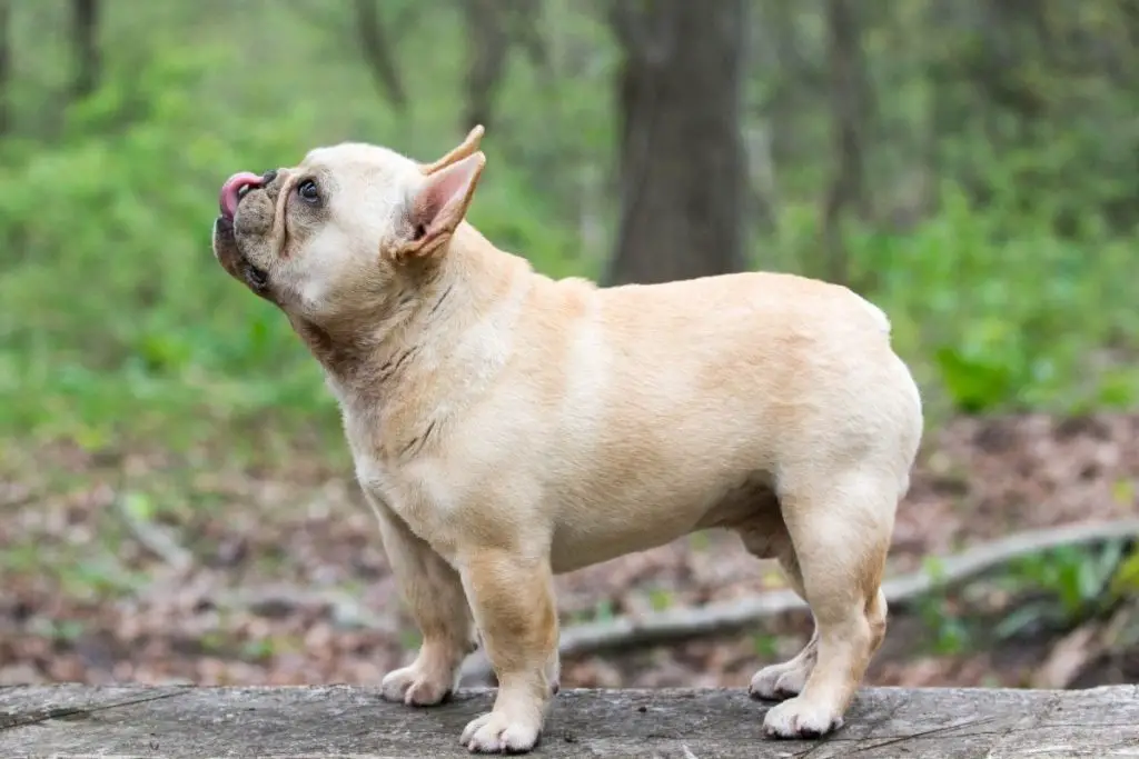 Are French Bulldogs Tails Docked (Or Are They Born Without Them)