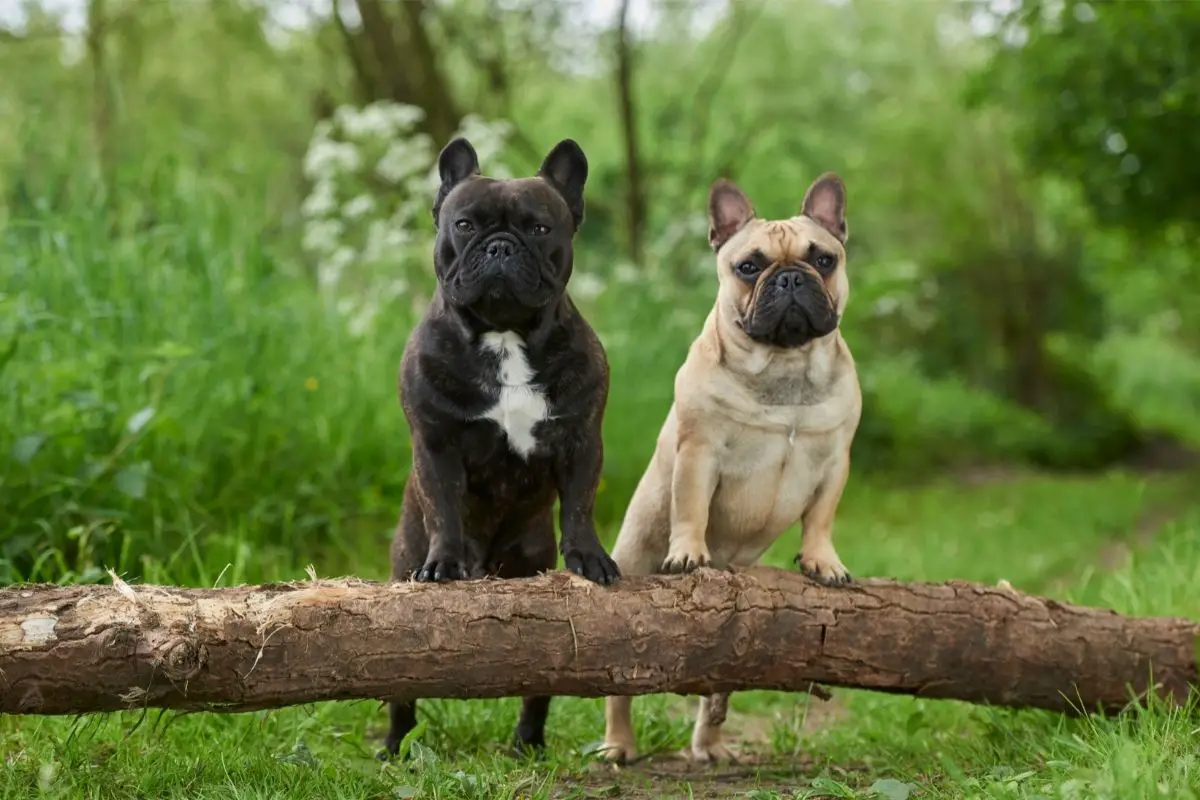 Breeding French Bulldogs