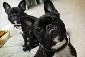 Can French Bulldogs Mate & Breed Naturally