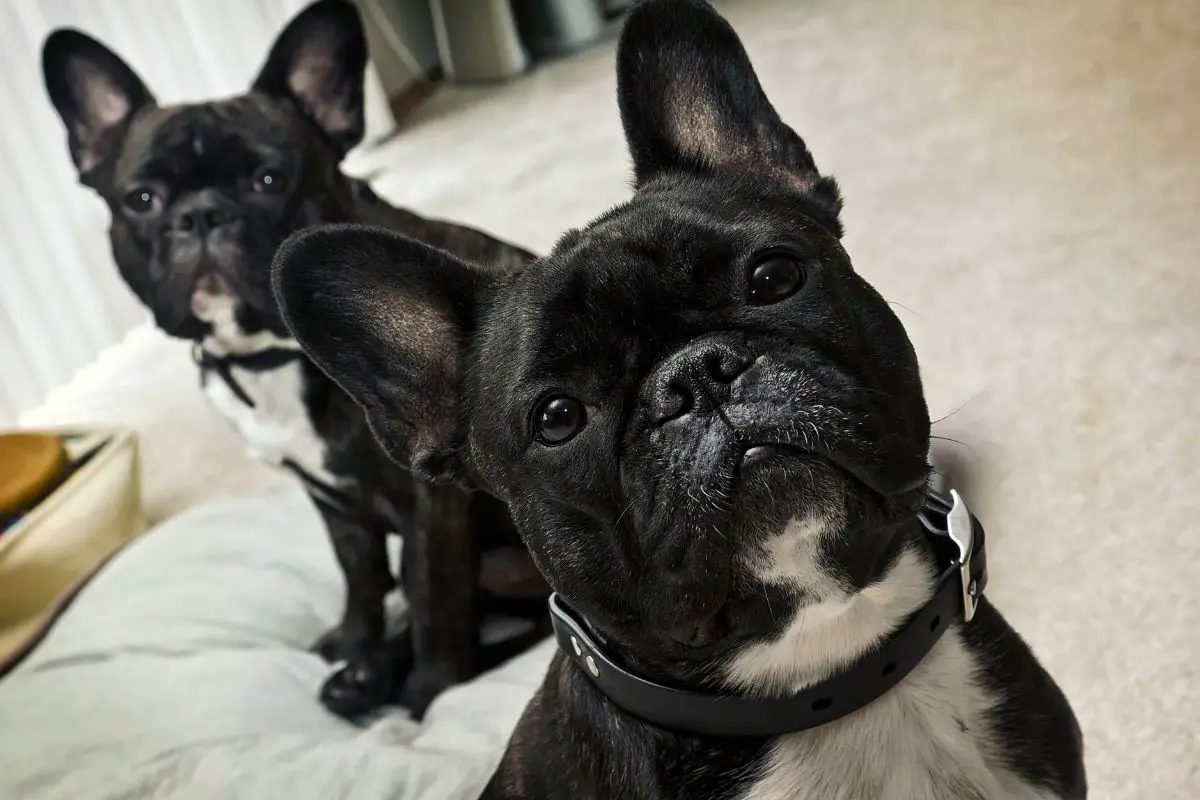 breeding basics why cant french bulldogs naturally give birth