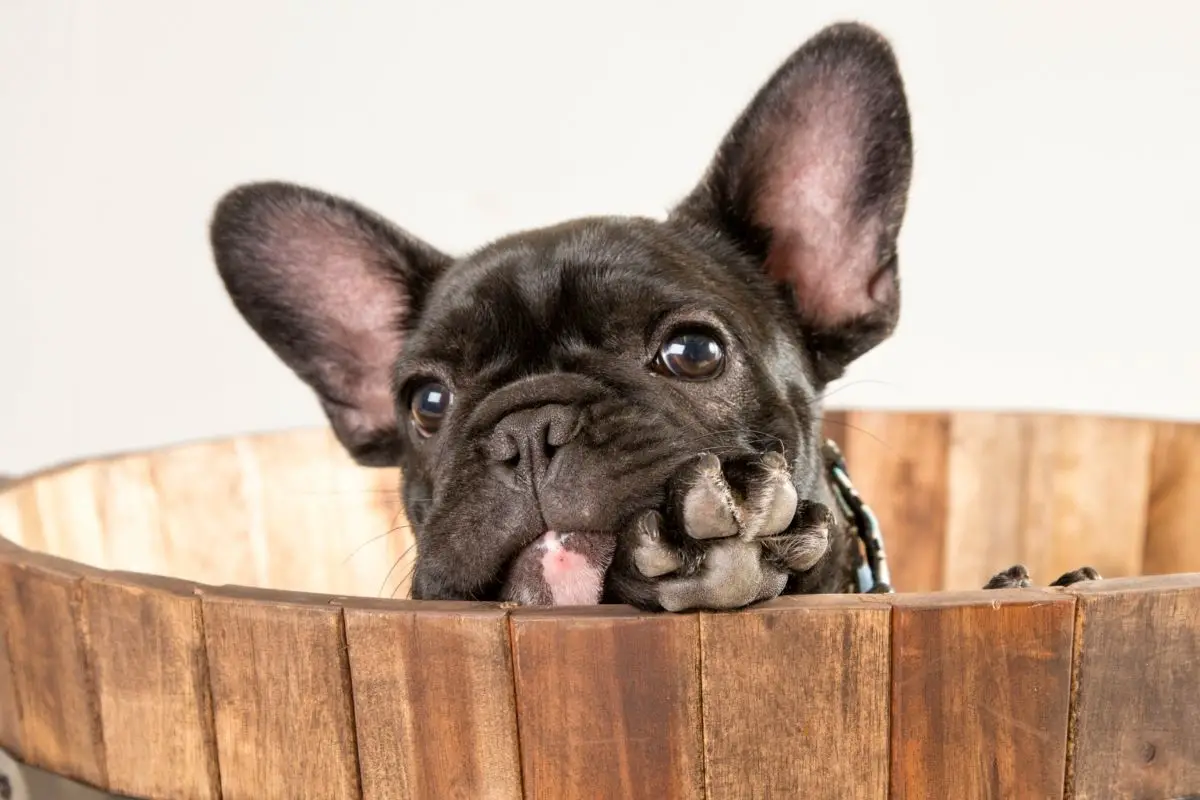 are french bulldogs expensive to maintain