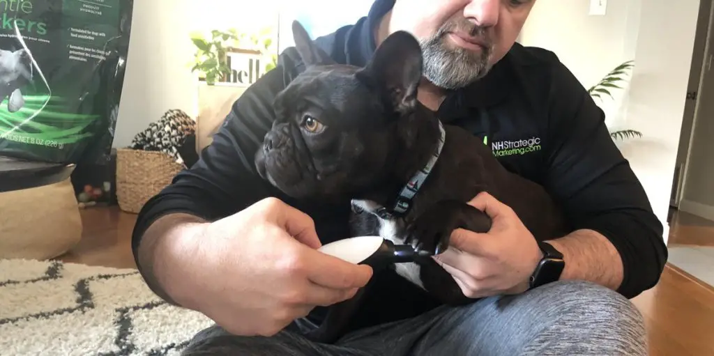 french bulldog nail trimming