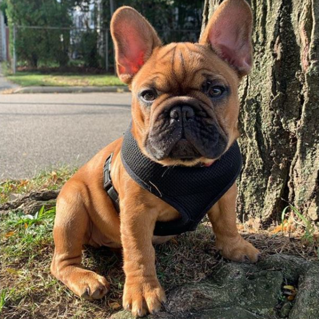 French Bulldog Breeders in Michigan - Frenchie Breeders