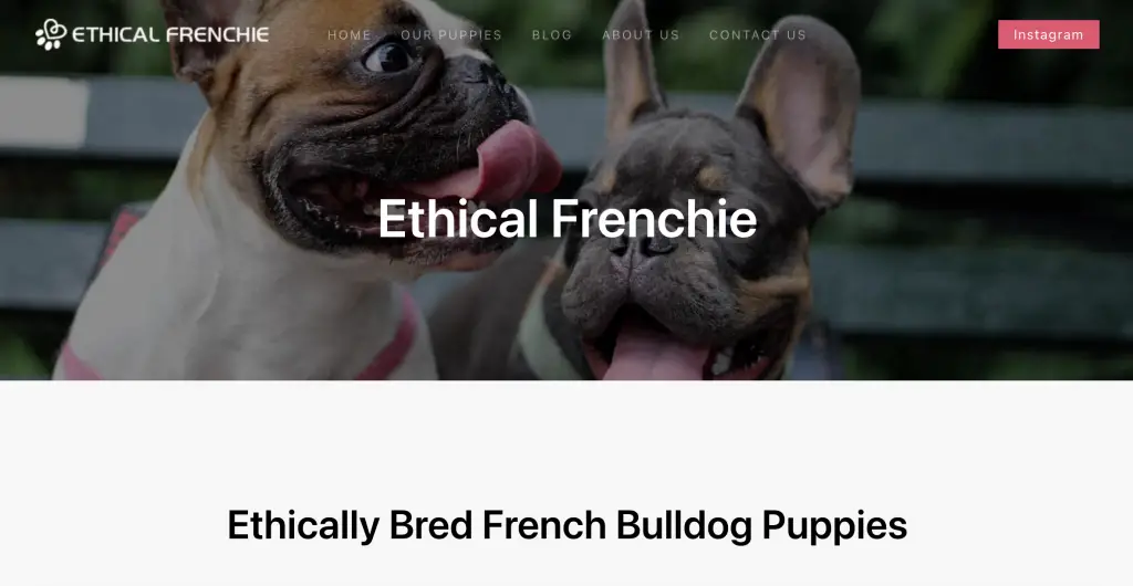 ethical frenchie illinois frenchie breeder