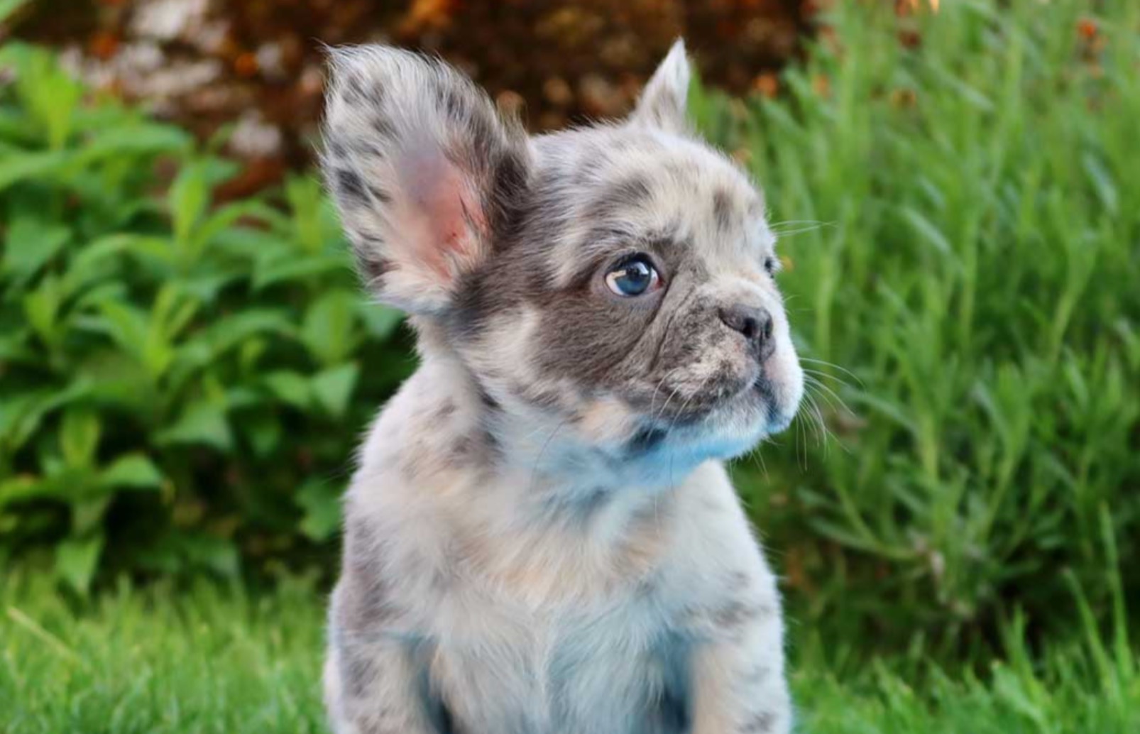 Merle French Bulldog Guide Frenchie Journey