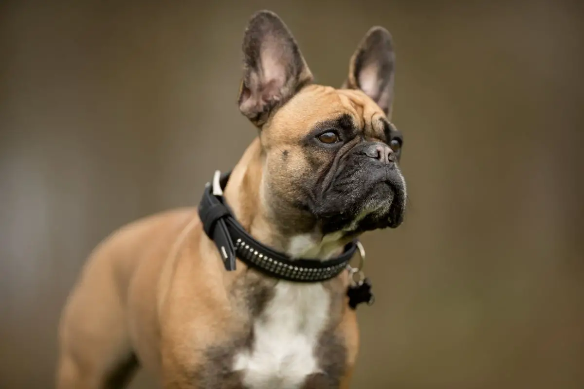 French Bulldog Behavior Problems