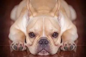 How To Recognize, Treat And Manage French Bulldog Eye Problems