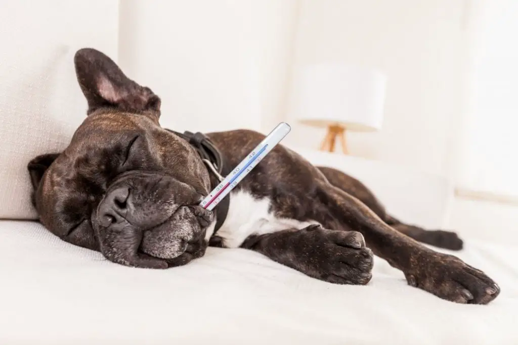 Why Does My French Bulldog Throw Up? 6 Reasons for Vomiting Including