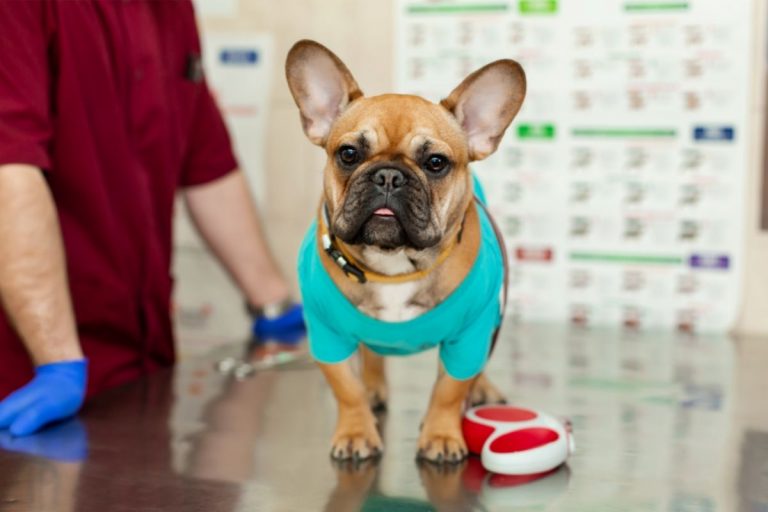 Why Does My French Bulldog Throw Up? 6 Reasons for Vomiting Including