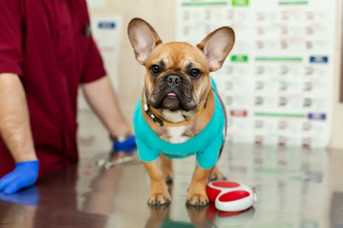 Why Does My French Bulldog Throw Up? 6 Reasons for Vomiting Including Foam